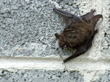 opinie chiropterologiczne czyli sprawdzanie wystapienia nietoperzy