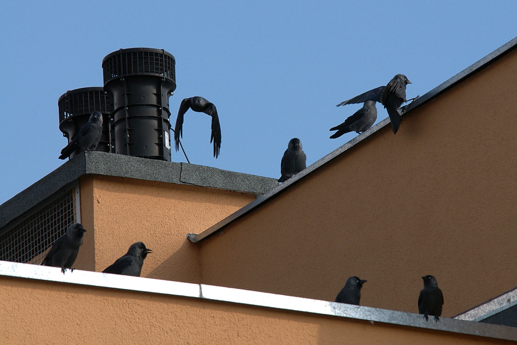 Ptaki zapbserwowane podczas ekspertyzy ornitologicznej
